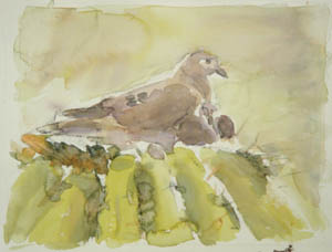 Dove 2