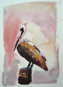 Pelican